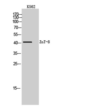 ZnT-8 rabbit pAb Antibody