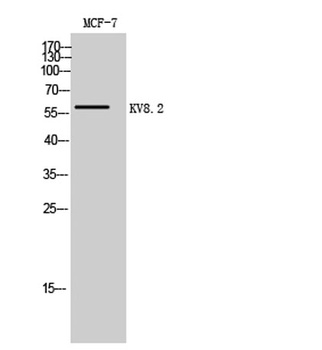 KV8.2 rabbit pAb Antibody