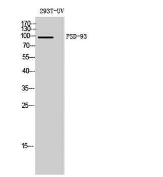 PSD-93 rabbit pAb Antibody