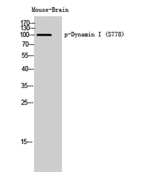 Dynamin I (phospho Ser778) rabbit pAb Antibody