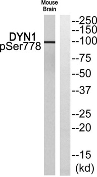 Dynamin I (phospho Ser778) rabbit pAb Antibody