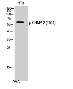CRMP-2 (phospho Thr514) rabbit pAb Antibody