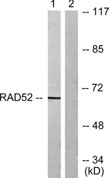 CRMP-2 rabbit pAb Antibody