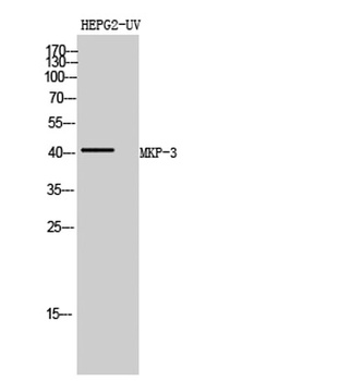 MKP-3 rabbit pAb Antibody