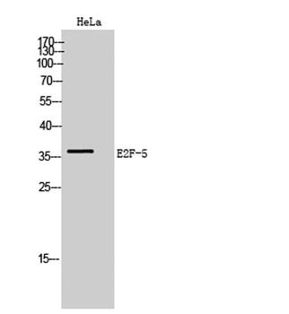 E2F-5 rabbit pAb Antibody