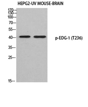 EDG-1 (phospho Thr236) rabbit pAb Antibody