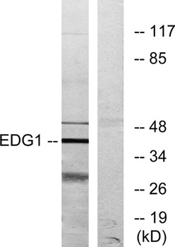 EDG-1 rabbit pAb Antibody