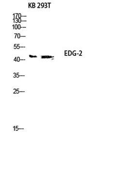 EDG-2 rabbit pAb Antibody