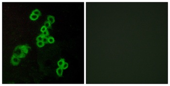 EDG-2 rabbit pAb Antibody