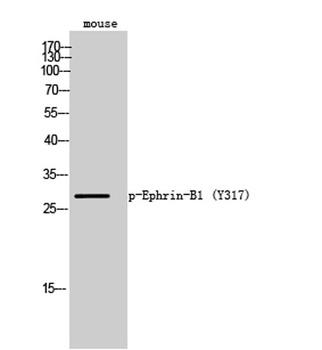 Ephrin-B1 (phospho Tyr317) rabbit pAb Antibody