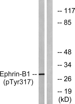 Ephrin-B1 (phospho Tyr317) rabbit pAb Antibody