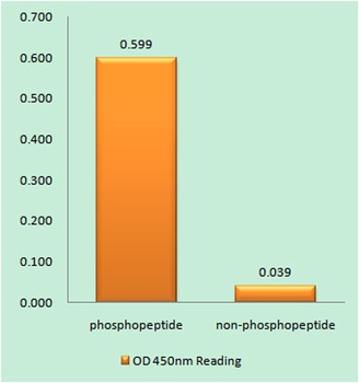 EGFR (phospho Tyr869) rabbit pAb Antibody