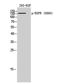EGFR (phospho Ser695) rabbit pAb Antibody