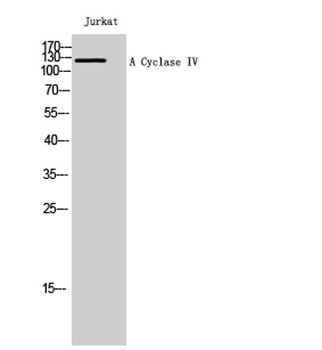 A Cyclase IV rabbit pAb Antibody