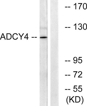 A Cyclase IV rabbit pAb Antibody