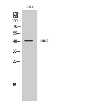 HuB/D rabbit pAb Antibody