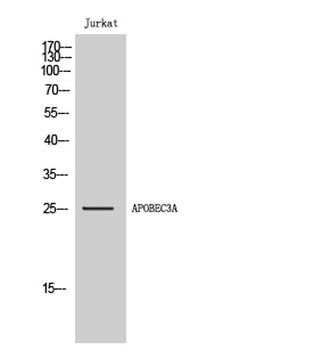 APOBEC3A rabbit pAb Antibody