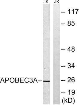 APOBEC3A rabbit pAb Antibody