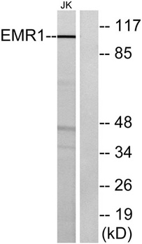 EMR1 rabbit pAb Antibody