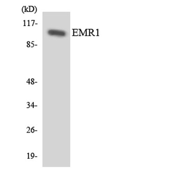 EMR1 rabbit pAb Antibody