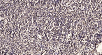 4.1R (phospho Tyr660) rabbit pAb Antibody