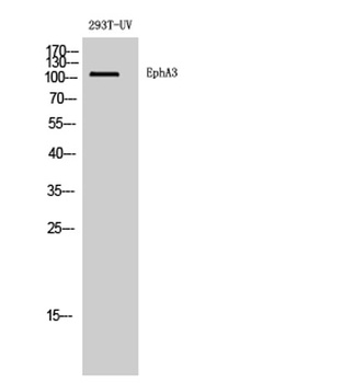EphA3 rabbit pAb Antibody