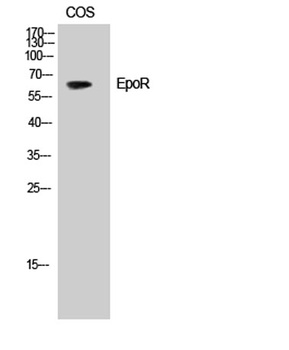 EpoR rabbit pAb Antibody