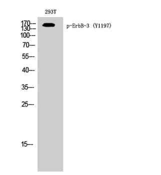 ErbB-3 (phospho Tyr1197) rabbit pAb Antibody
