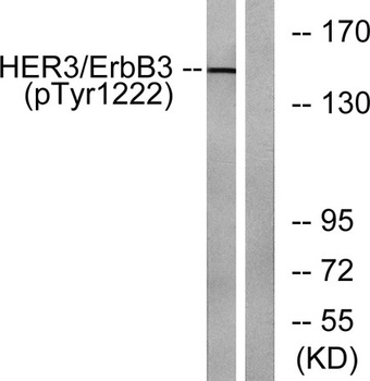 ErbB-3 (phospho Tyr1222) rabbit pAb Antibody