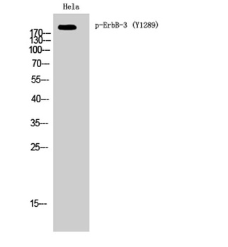 ErbB-3 (phospho Tyr1289) rabbit pAb Antibody