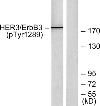 ErbB-3 (phospho Tyr1289) rabbit pAb Antibody