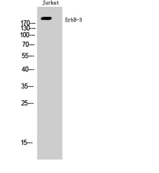 ErbB-3 rabbit pAb Antibody