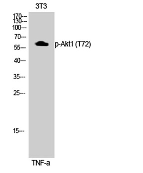 Akt1 (phospho Thr72) rabbit pAb Antibody