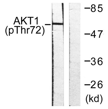 Akt1 (phospho Thr72) rabbit pAb Antibody