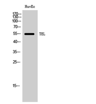 TEL rabbit pAb Antibody