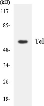 TEL rabbit pAb Antibody