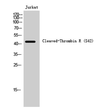Cleaved-Thrombin R (S42) rabbit pAb Antibody