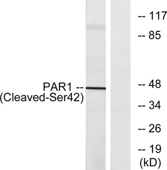 Cleaved-Thrombin R (S42) rabbit pAb Antibody