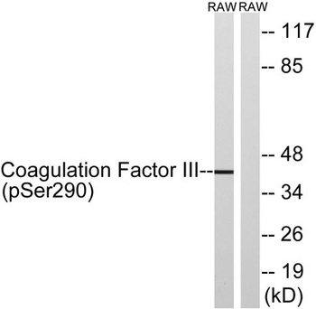 TF (phospho Ser290) rabbit pAb Antibody