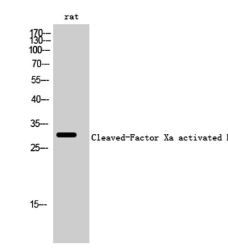 Cleaved-Factor Xa activated HC (I235) rabbit pAb Antibody