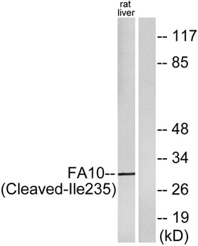 Cleaved-Factor Xa activated HC (I235) rabbit pAb Antibody