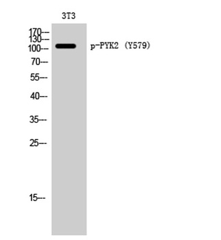 PYK2 (phospho Tyr579) rabbit pAb Antibody