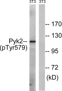 PYK2 (phospho Tyr579) rabbit pAb Antibody