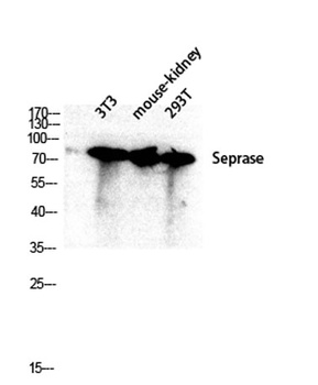 Seprase rabbit pAb Antibody