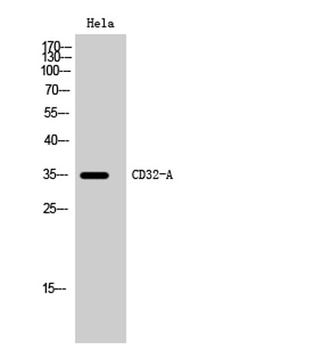 CD32-A rabbit pAb Antibody