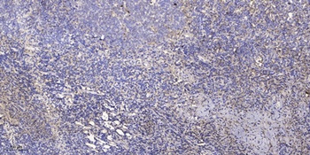 CD32 rabbit pAb Antibody