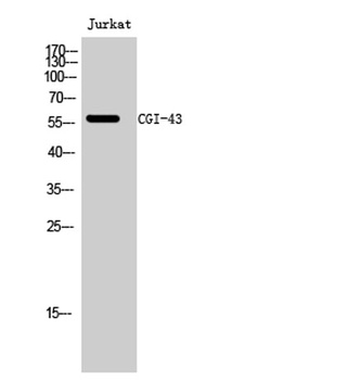 CGI-43 rabbit pAb Antibody