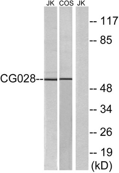 CGI-43 rabbit pAb Antibody