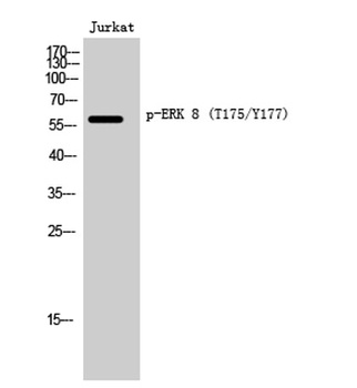 ERK 8 (phospho Thr175/Y177) rabbit pAb Antibody