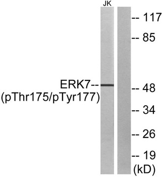 ERK 8 (phospho Thr175/Y177) rabbit pAb Antibody